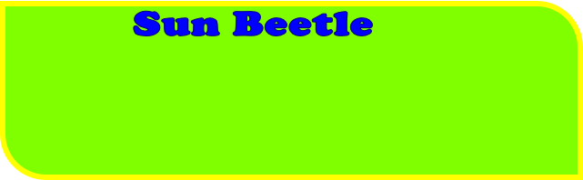 Sun Beetle